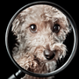 Pets in Real Forensic Murder Investigation