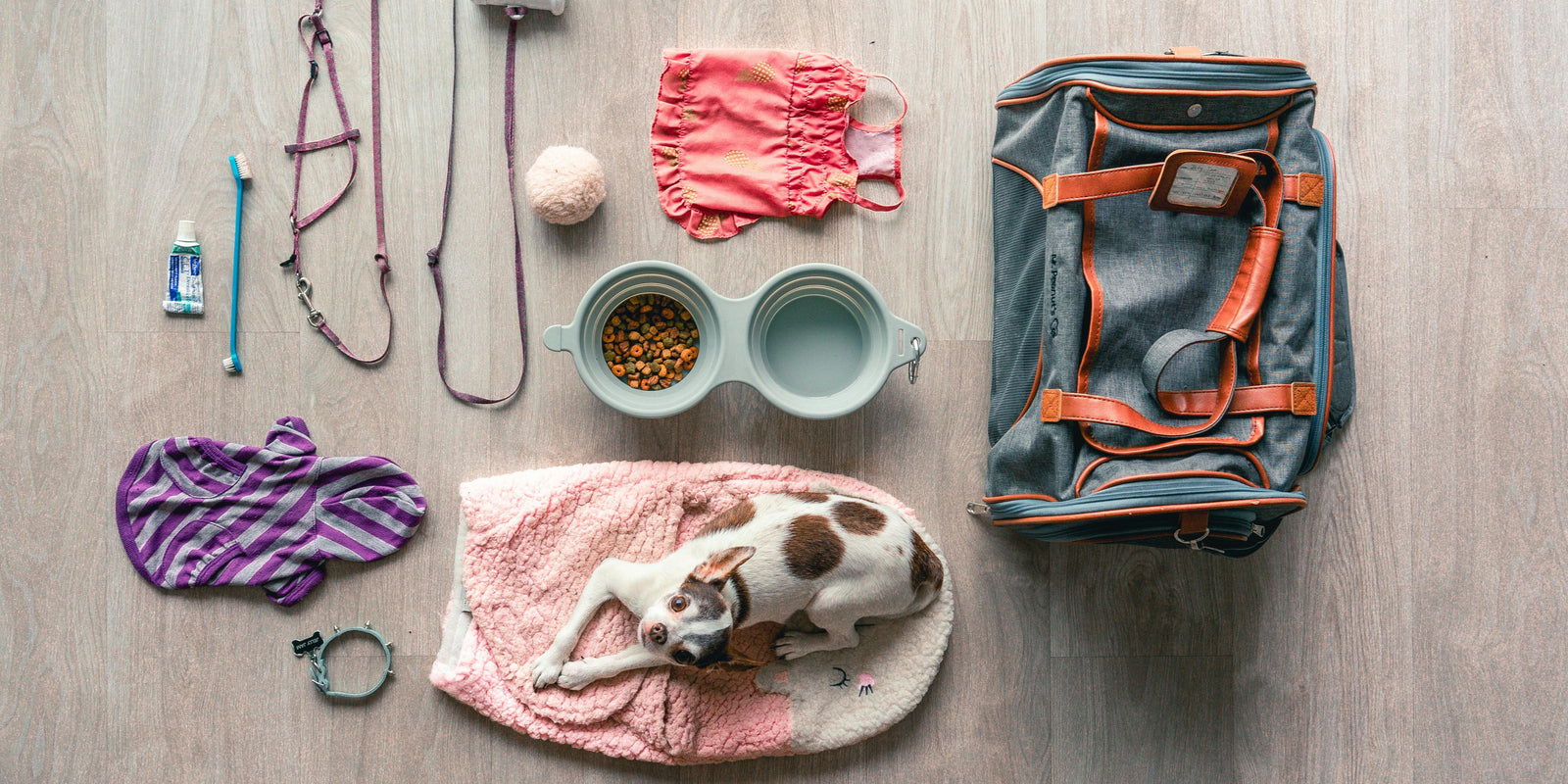 "Pampered Paws and Tail-Wagging Tails: Exploring the World of Pet Accessories"