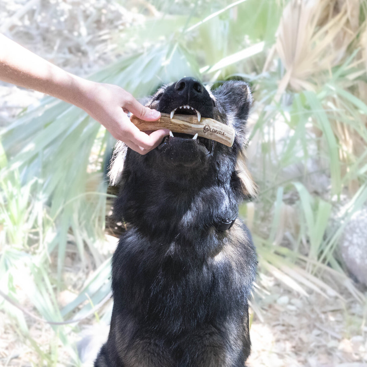 SET OF 3 COFFEE WOOD DOG CHEWS NATURAL WOODEN BONES FOR DOGS