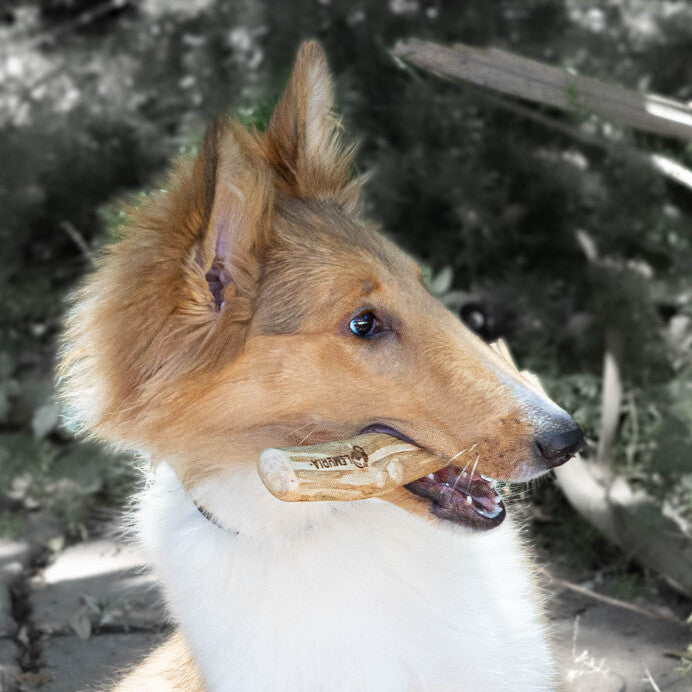 SET OF 3 COFFEE WOOD DOG CHEWS NATURAL WOODEN BONES FOR DOGS