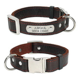Leather Dog Collar with Name Plate