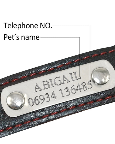 Leather Dog Collar with Name Plate