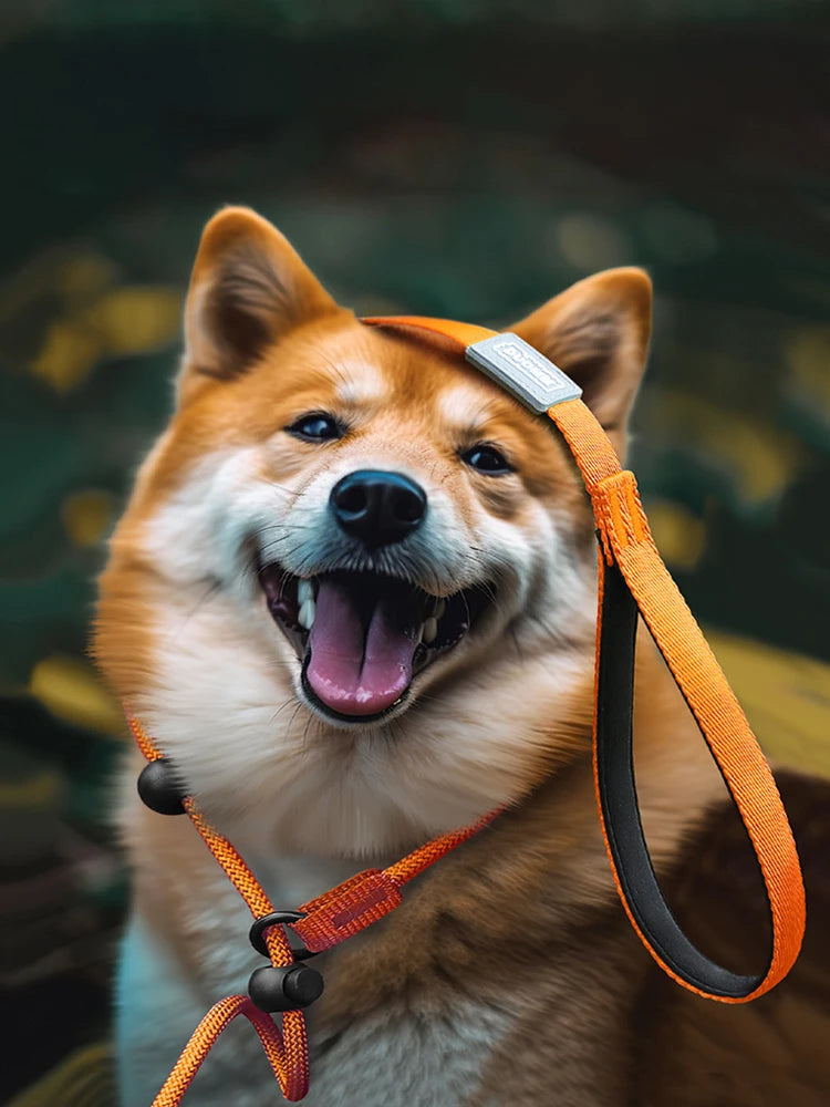 Slip Dog Training Collar and Leash