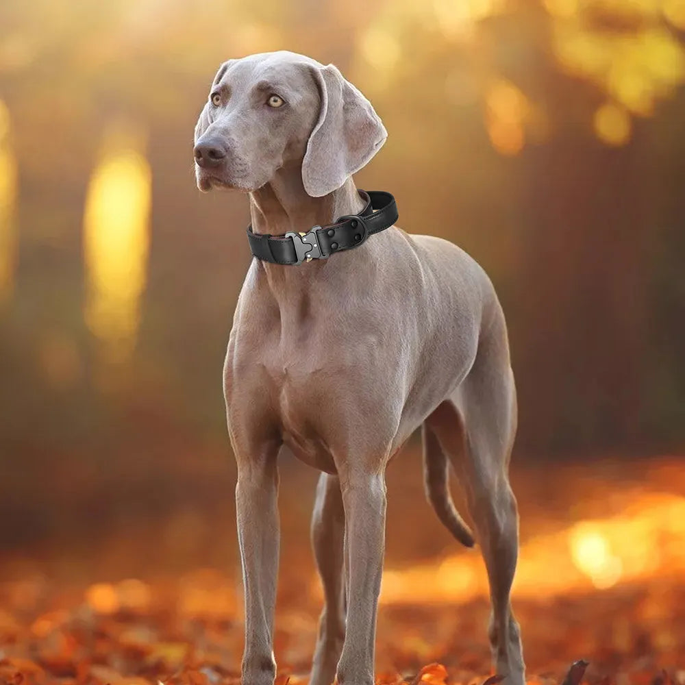 Soft Real Leather Dog Collar with Buckle and Handle for Medium and Large Dogs