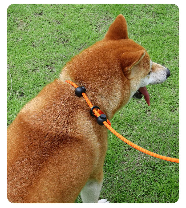 Slip Dog Training Collar and Leash