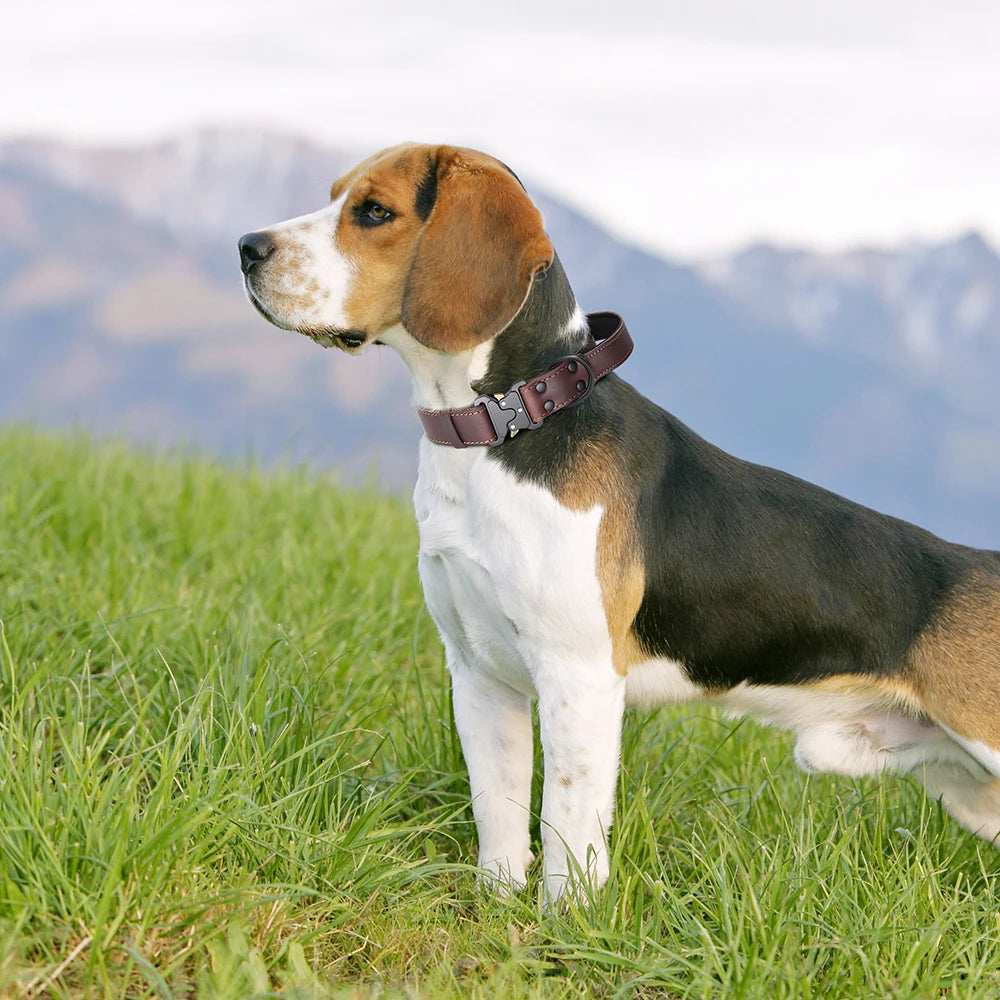 Soft Real Leather Dog Collar with Buckle and Handle for Medium and Large Dogs