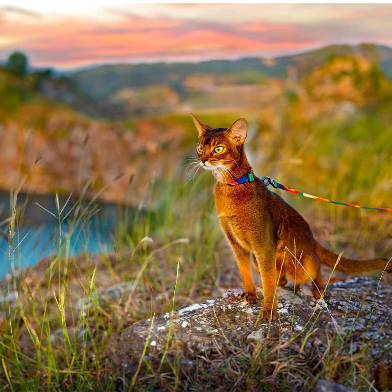 Cat Harness and Leash for all sizes