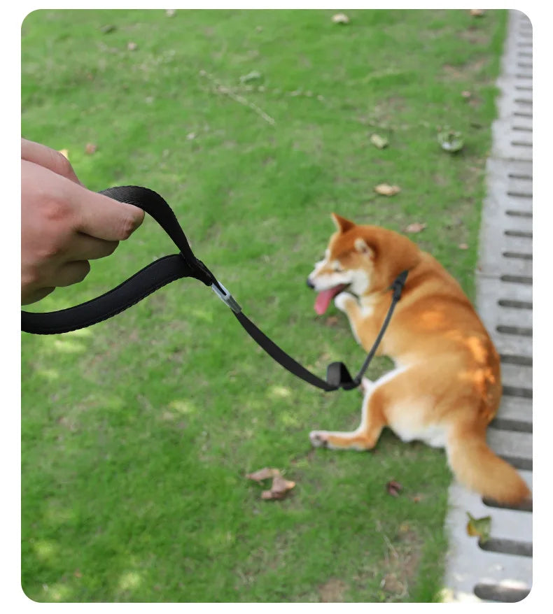 Slip Dog Training Collar and Leash
