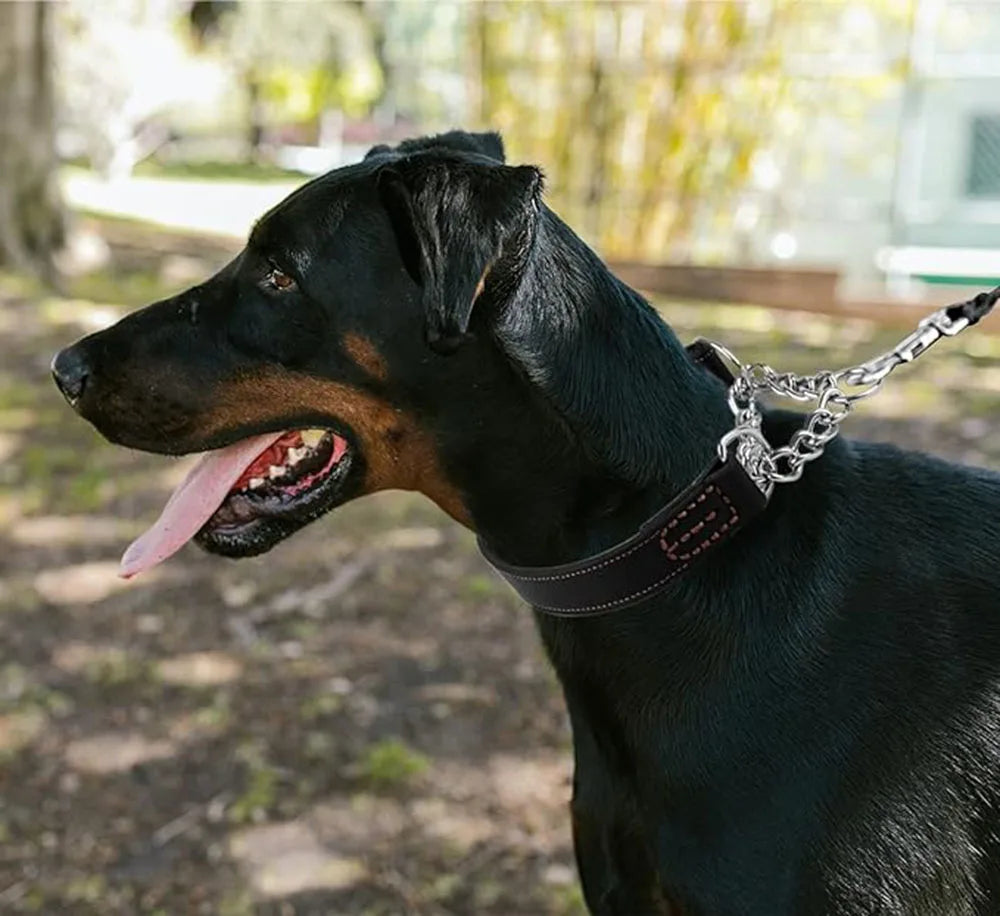 Leather Martingale Collar for Small, Medium, and Large Dogs