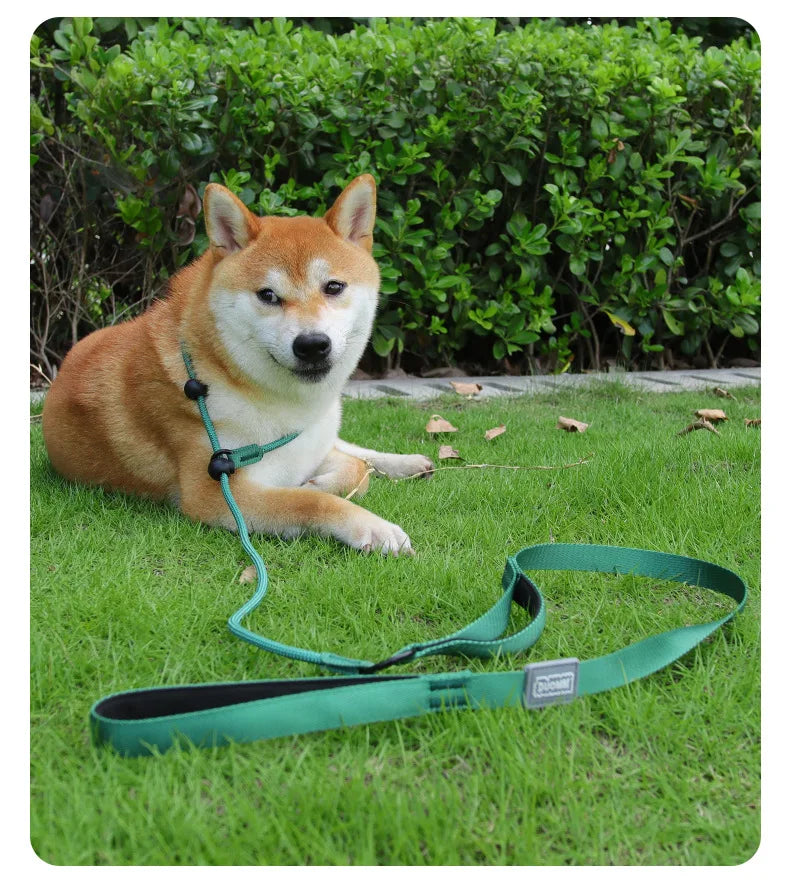 Slip Dog Training Collar and Leash