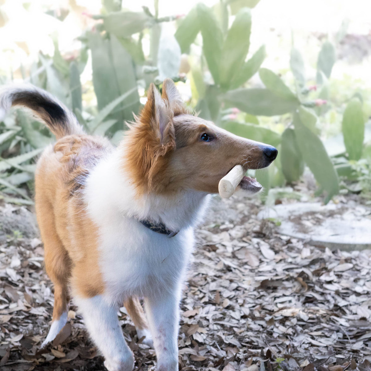 SALE!!! SET of 5 LEMURIA COFFEE WOOD CHEW STICK NATURAL TOY FOR DOGS