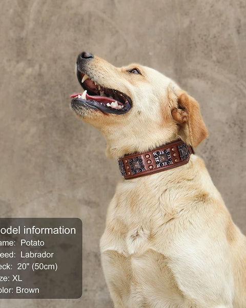 luxury leather dog collars