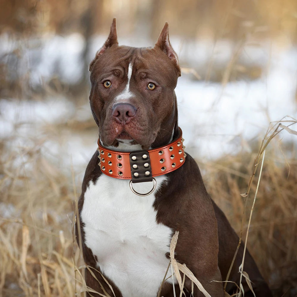 Leather Spiked Dog Collar for Large Dogs